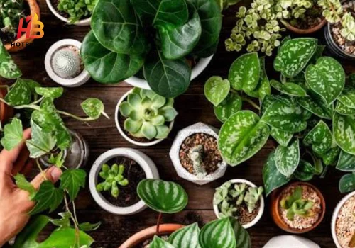 Keep your houseplant small