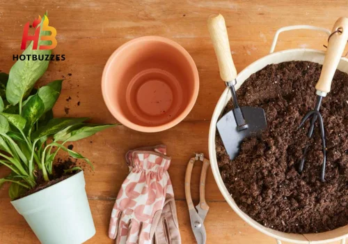Best Fertilizer Schedule for Indoor Plants
