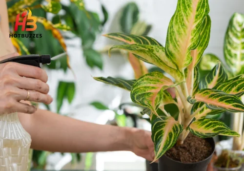 Simple Fertilizer Schedule